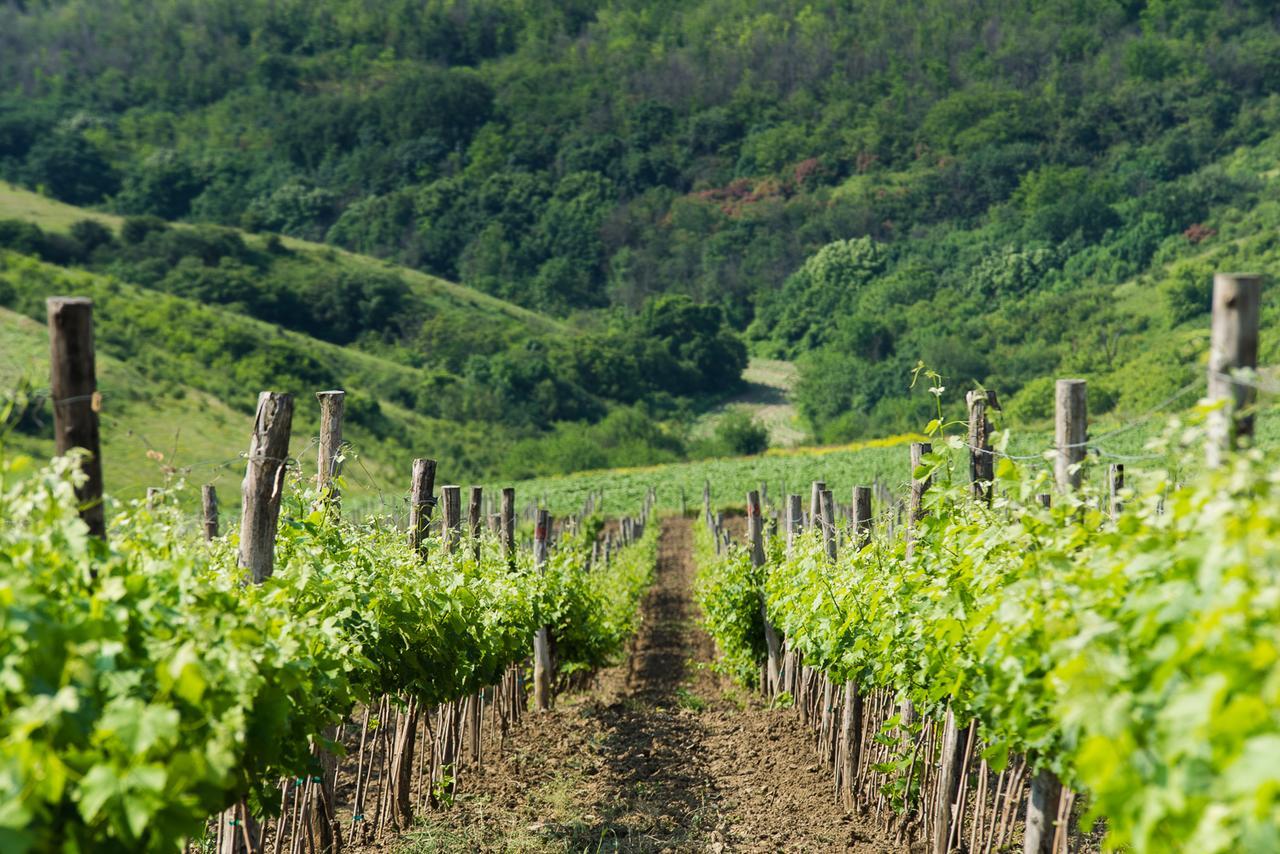 Seven Generations Winery Hotel Mechka Экстерьер фото